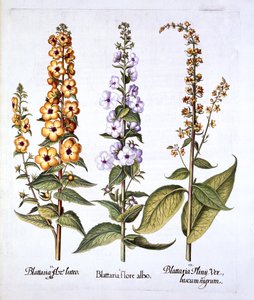Mullein、Verbascum属、Hortus Eystettensis出身、Basil Besler（1561-1629）、パブ。 1613（手描きの彫刻）