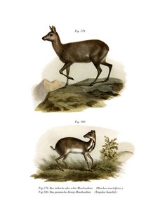 ムスク鹿、1860 作： German School
