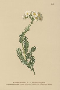 ムスクミルフォイル（Achillea moschata、Achillea erba-rotta ssp。moschata） 作： German School