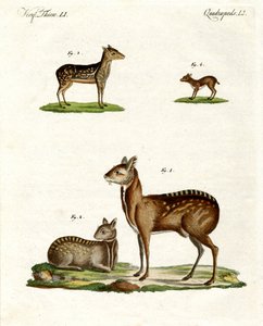 ムスク動物 作： German School