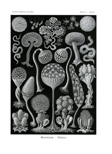 Mycetozoa、1899-1904 作： German School