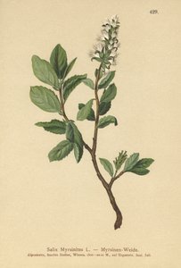 マートルウィロー（Salix Myrsinites） 作： German School