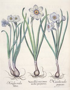 ナルキッソスの家族：1.パープルの真ん中で最大のナルシッサス。 2.Narcissusクレイ; 3.Narcissus、バジル・ベスラー（1561-1629）によるEystettensisからの紫、パブ。 1613 作： German School