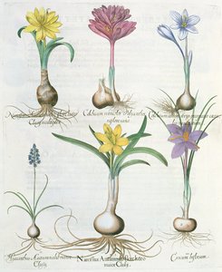 ナルキッシ、クロッカス、ヒヤシンス：1.Narcissus autumnalis; 2.Hyacinthus autumnalis; 3.Crocum biflorum; 4.Colchiumアルバム; 5.Colchium versicolor; 6. BaによるHortus EystettensisからのNarcissus autumnalis