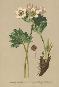 水仙開花アネモネ（Anemone narcissiflora）