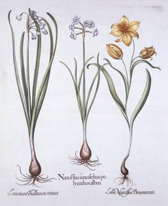 Hortus Eystettensisの水仙、チューリップ、サマースノーフレーク、バジルベスラー（1561-1629）、パブ。 1613（手描きの彫刻） 作： German School