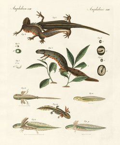 海のサンショウウオの自然史（彩色彫刻 作： German School