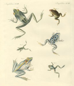 新発見のカエルとヒキガエル（彩色済み彫刻