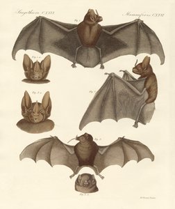 新品のバット（カラーの刻印 作： German School