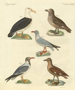 新しい鳥たち（彩色された彫刻