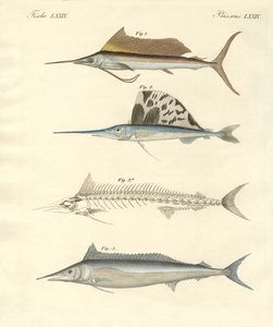 新しい鯖のような魚（彩色された彫刻 作： German School