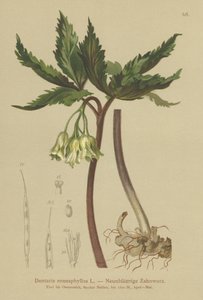 九葉サンゴ麦汁（Dentaria enneaphyllos）