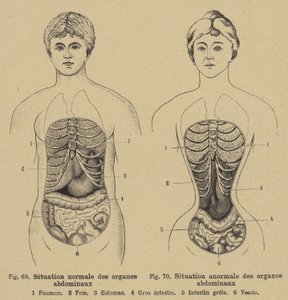 男性と女性の腹部の内臓の正常な状態 作： German School