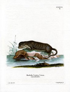 北アメリカのカワウソ（彩色済み彫刻 作： German School