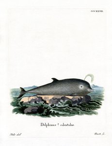 アカボウクジラ（彩色済み彫刻 作： German School