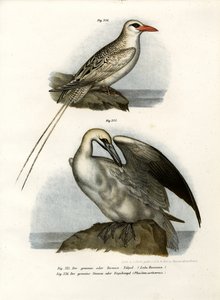 北ギャネット、1864 作： German School