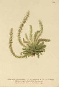 ノーザンスパイケモス（Selaginella selaginoides、Selaginella spinulosa、Lycopodium selaginoides、Bernhardia spinosa） 作： German School