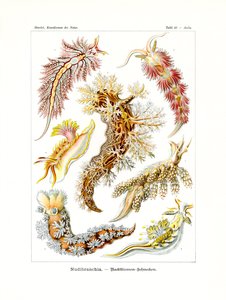 Nudibranchia、1899-1904 作： German School