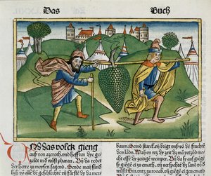 数字13 23ニュルンベルクの聖書にあるエスコルのブドウ（Biblia Sacra Germanaica）（色の木版画）