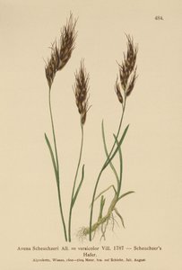 オートグラス（Avena Scheuchzeri、Avena versicolor、Avena alpina） 作： German School