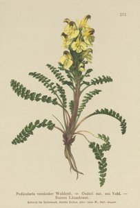 オイダーシラミ（Pedicularis versicolor、Pedicularis Oederi） 作： German School