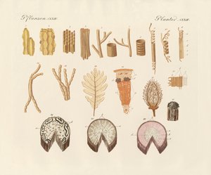 植物の内部構造について（彩色彫刻 作： German School
