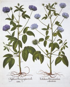 一輪のクローバー、Hortus Eystettensis、Basil Besler（1561-1629）、パブ。 1613（手塗りの彫刻） 作： German School