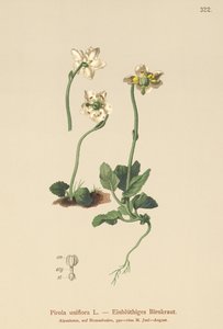 ワンフラワーウィンターグリーン（Pirola uniflora、Pyrola uniflora、Moneses uniflora、Monesis uniflora） 作： German School