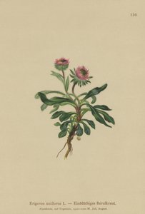 Oneflowerノミ（Erigeron uniflorus）
