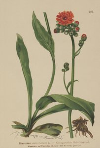 オレンジホークウィード（Hieracium aurantiacum、Hieracium brunneocroceum、Pilosella aurantiaca） 作： German School