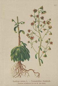 オレンジSaxifrage（Saxifraga mutata） 作： German School
