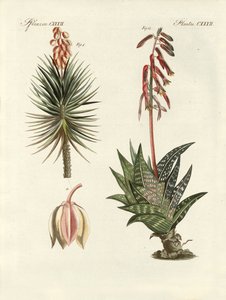 観賞用植物（彩色された彫刻 作： German School