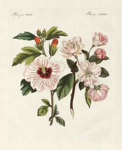 観葉植物 作： German School