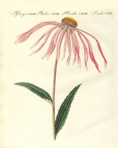 観葉植物 作： German School