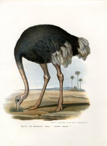 ダチョウ、1864 作： German School