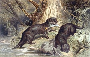 Brehms Tierleben "のプレート、Otter。Allgemeine Kunde des Tierreichs", vol.1, p.670 (Bibliographis Institut発行) 作： German School
