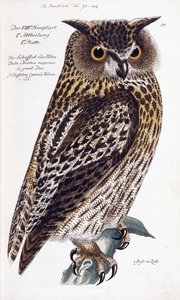 フクロウ、1733-1763