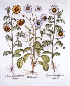オックスアイデイジーとクラウンデイジー、Hortus Eystettensis、Basil Besler（1561-1629）、パブ。 1613（手描きの彫刻） 作： German School