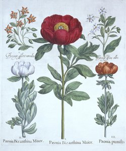 Hortus EystettensisのPaeonies and Borage、Basil Besler（1561-1629）、パブ。 1613（手塗りの彫刻） 作： German School