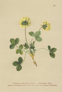 ペールクローバー（Trifolium pallescens） 作： German School
