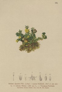 ペールストーンクロップ（Sedum alpestre、グリーンクローリングレッドグリーン） 作： German School