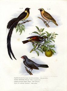 パラダイスホワイダー、1864年 作： German School