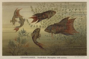 楽園の魚 作： German School