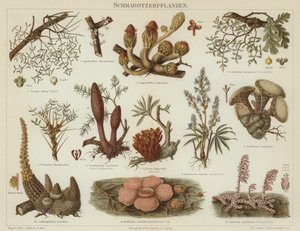 寄生植物（カラーリトグラフ 作： German School