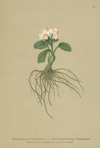 パルナシア葉クロウフット（Ranunculus parnassifolius） 作： German School