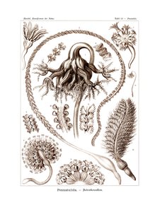 Pennatulida、1899-1904