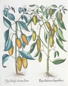 コショウ：1.Piper Indian filiquis yellow; 2.バジルベスラー（1561-1629）によってEystettensisから運ばれたパイパーインディアンゴールデン、パブ。 1613 作： German School