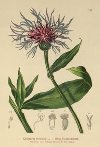 多年生ヤグルマギク（Centaurea montana） 作： German School
