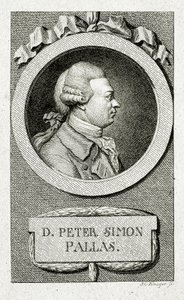 ピーター・シモン・パラス（1741～1811）（線刻画 作： German School