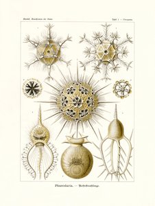 フェオダリア、1899-1904